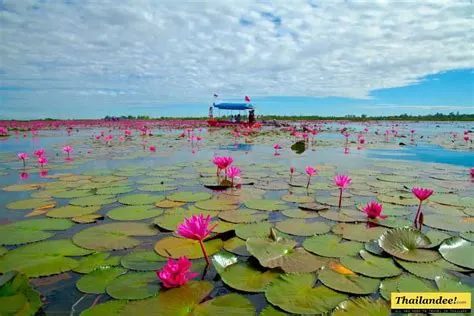 Le Lac aux Lotus: Une symphonie de couleurs et un rêve contemplatif !